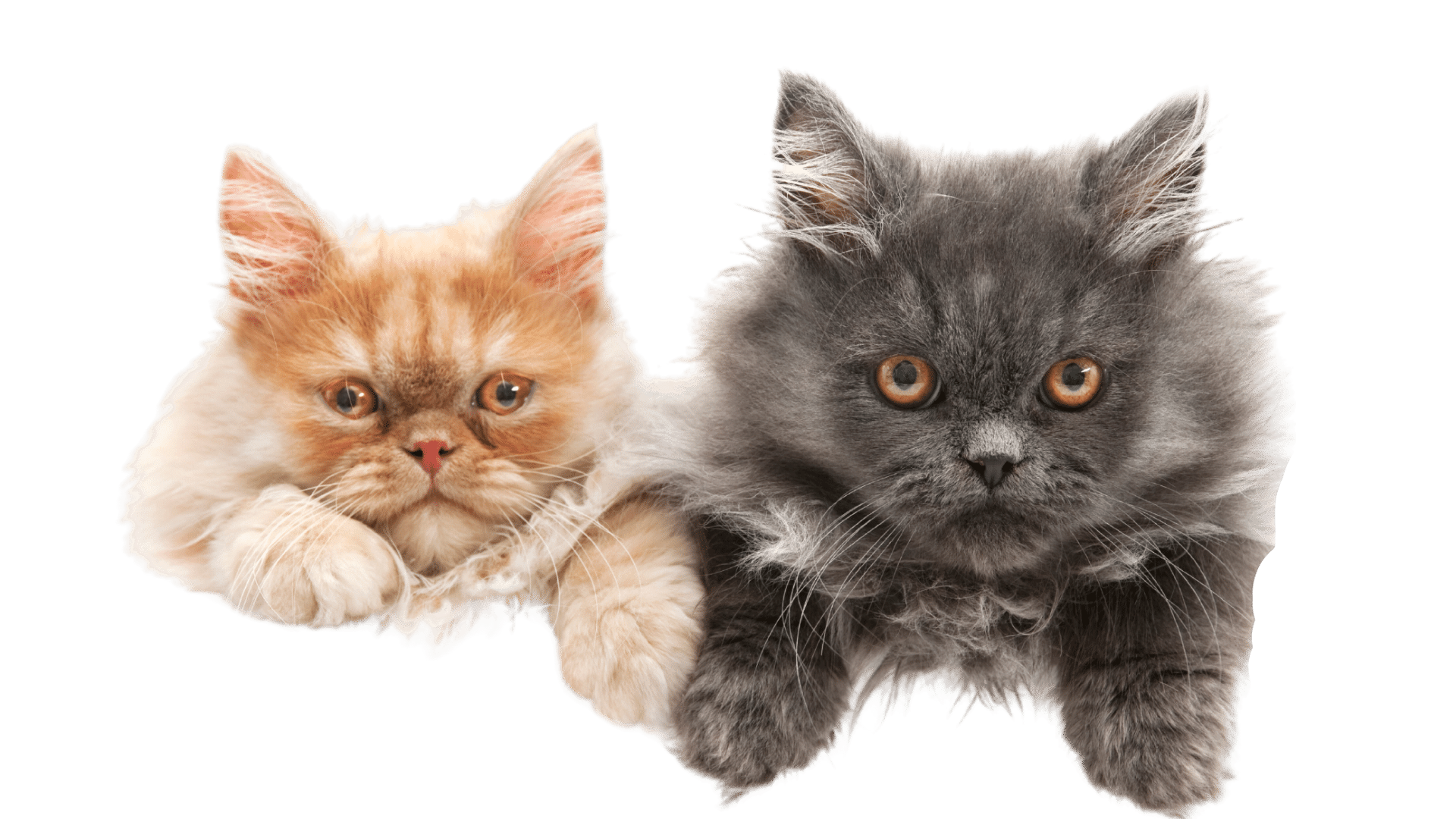 About Primo Pet Toys