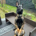 Wholesale The Athena Finnigan Dog Collar ( No.03m)
